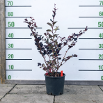 Loropetalum čínske (Loropetalum Chinense) ´PIPAS RED´ - výška 30-70 cm, kont. C3L